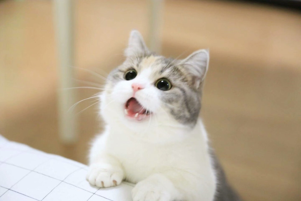 清新可爱猫咪壁纸,软萌可爱猫咪,你喜欢吗