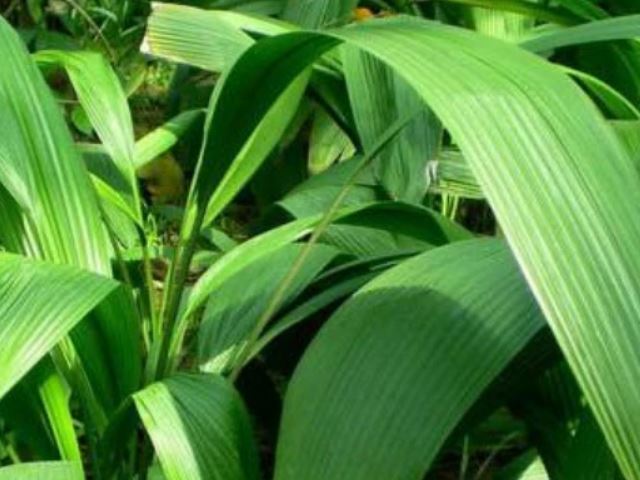 大叶仙茅图片