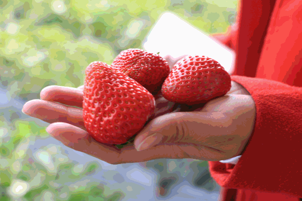 每年一到这个时候, 味蕾就忍不住大声告诉我们: hey,草莓甜了,吃草莓