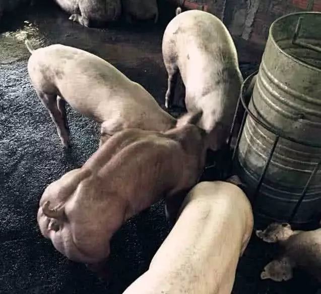 全世界上最强壮的猪,浑身肌肉,你都比不过,打架你估计