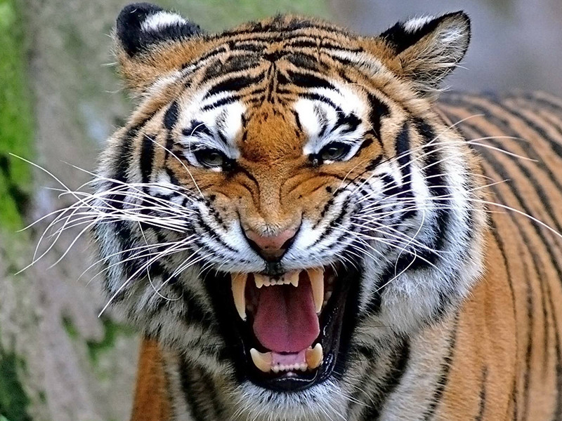 人遇到老虎时,为什么不能转身逃跑?动物专家来告诉你答案!
