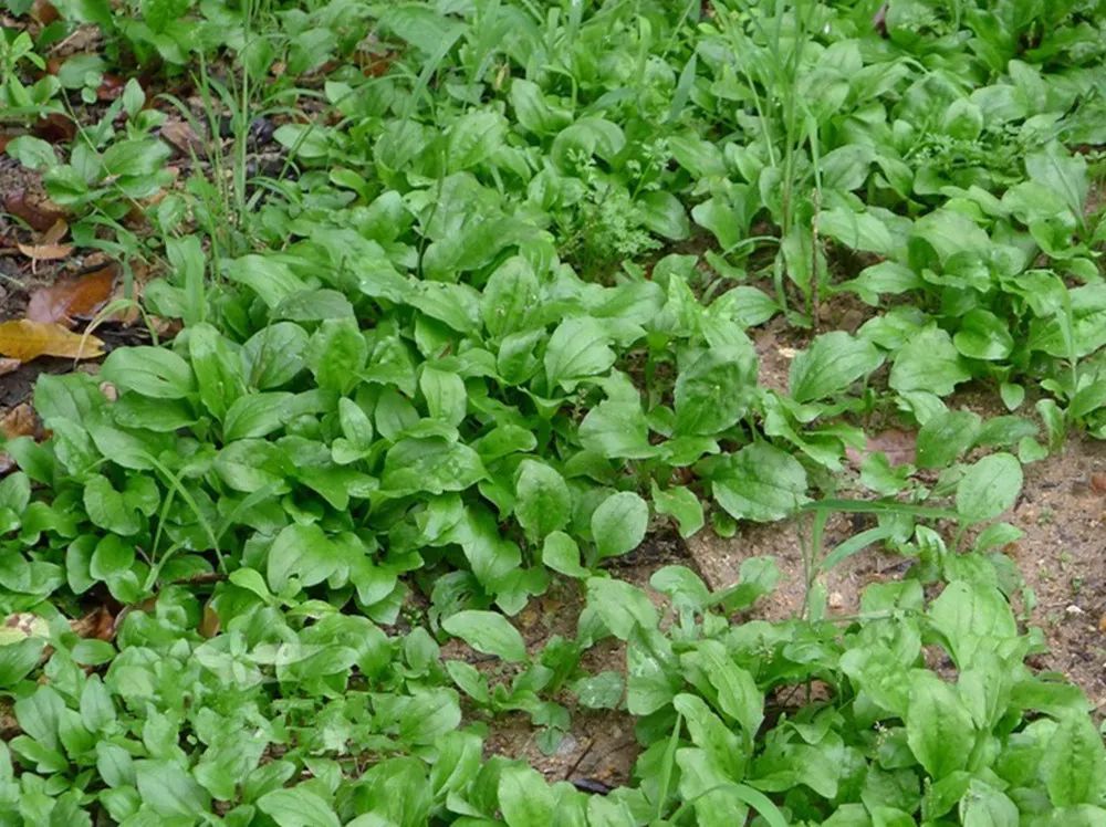 车轮菜:一种很好的野菜