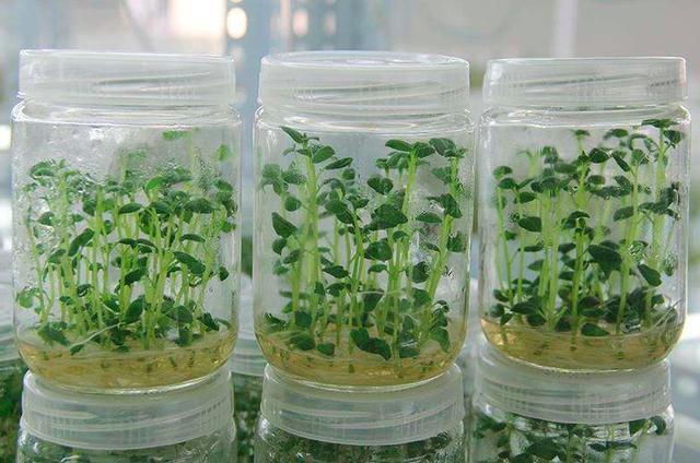 马铃薯,病毒,种植,土豆,脱毒苗