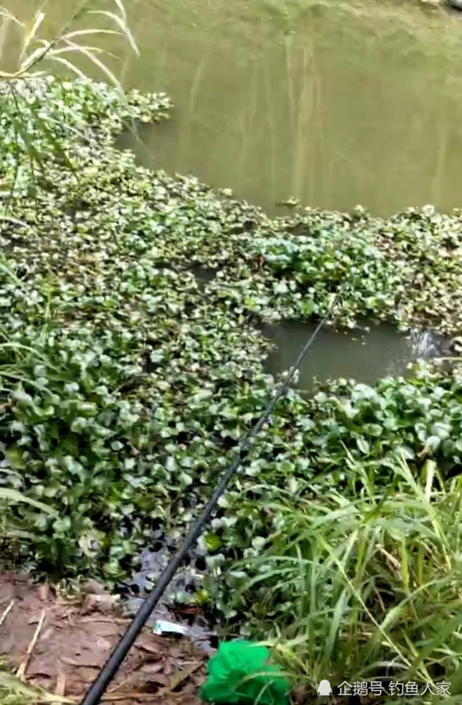 水库河沟钓鱼,草洞里钓获一条8斤鲤鱼,还有7条野生大板鲫鱼