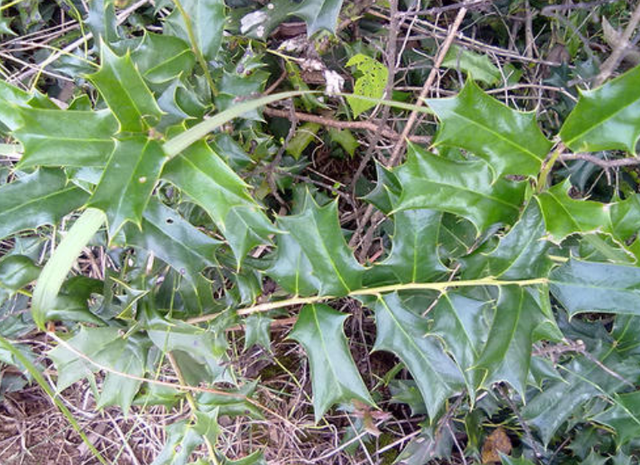 农村,植物,十大功劳,野花野草,中草药