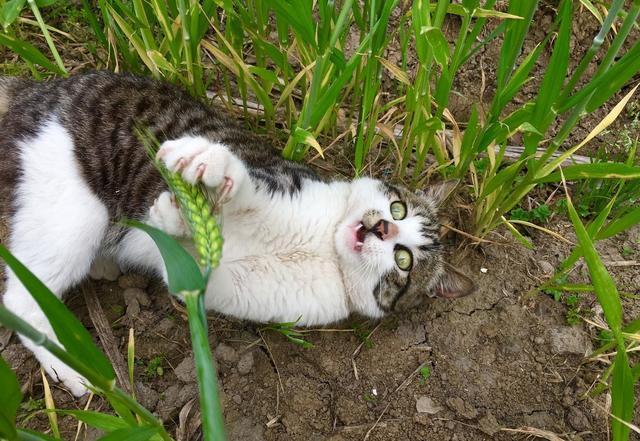 农村的猫有多猛?会捕猎,会钻灶坑,能养活自己!