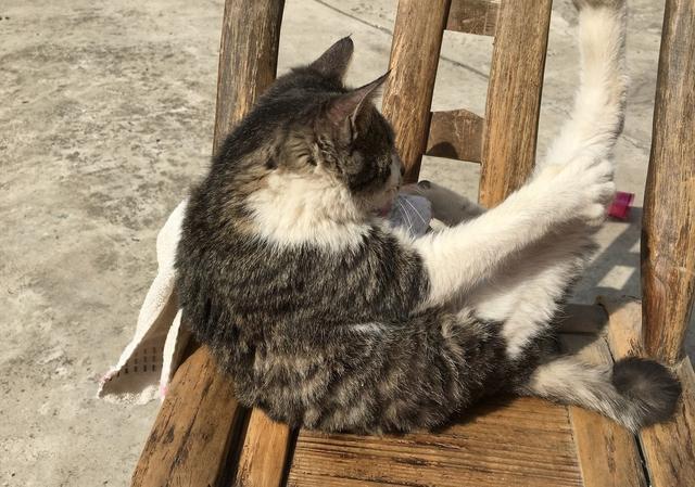 但农村里的猫,性格彪悍猛烈,猫性十足,猎性十足,它们有主人,可大多会