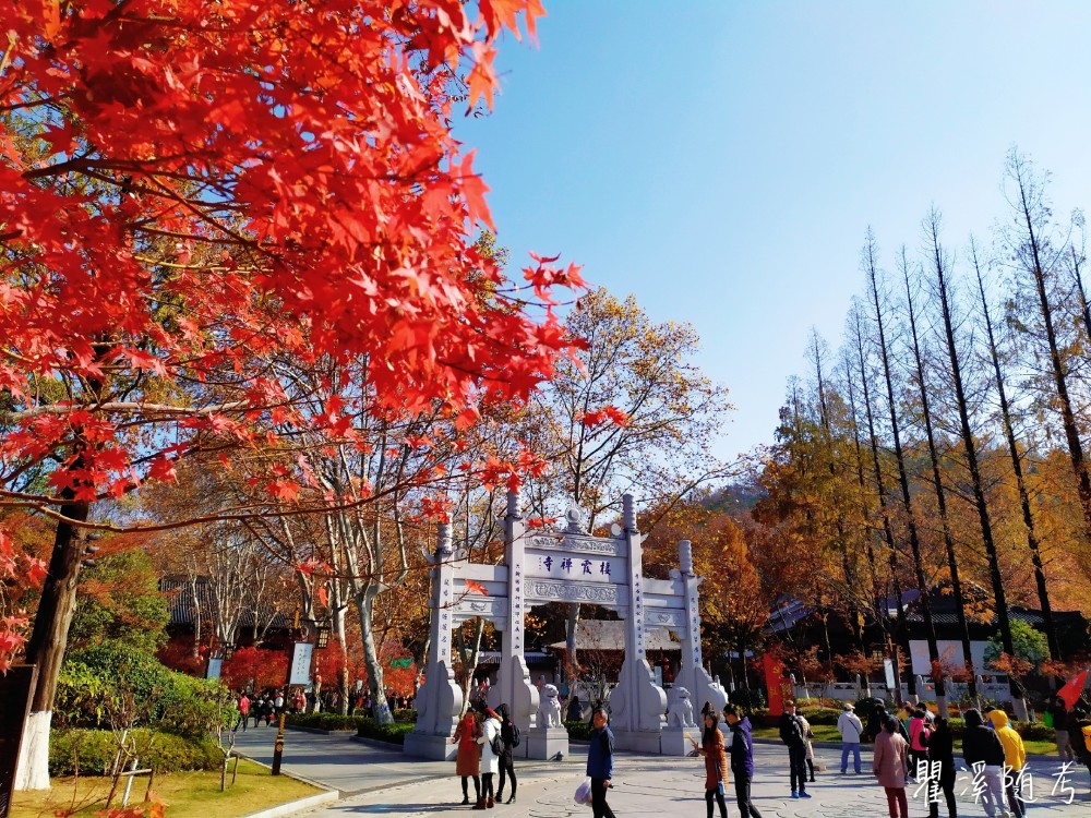 南京栖霞山层林尽染,"枫"光无限,游客纷至沓来观赏美景