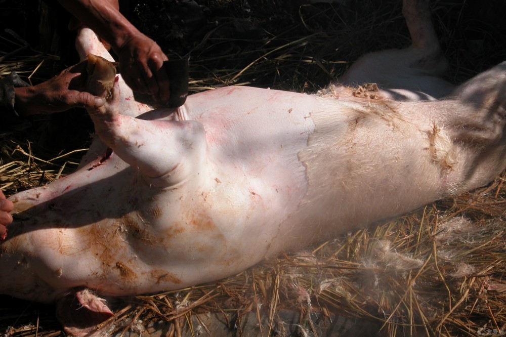 咱们农村杀猪时,为什么最后要给"猪脚"使劲吹气,是有什么用意吗?