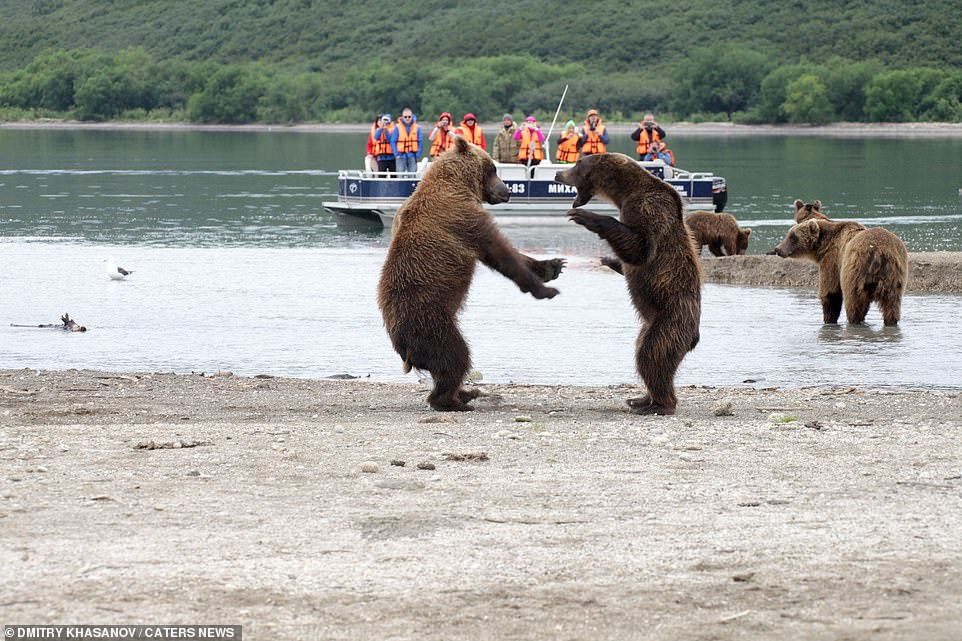 两俄罗斯棕熊面对面站立吵成表情包,战斗民族的熊竟动