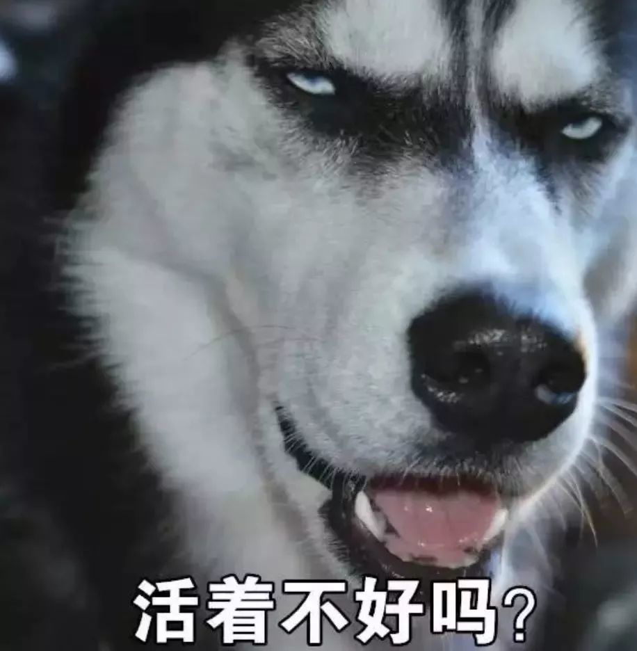 哈士奇也能当警犬?警察蜀黍露出迷之微笑