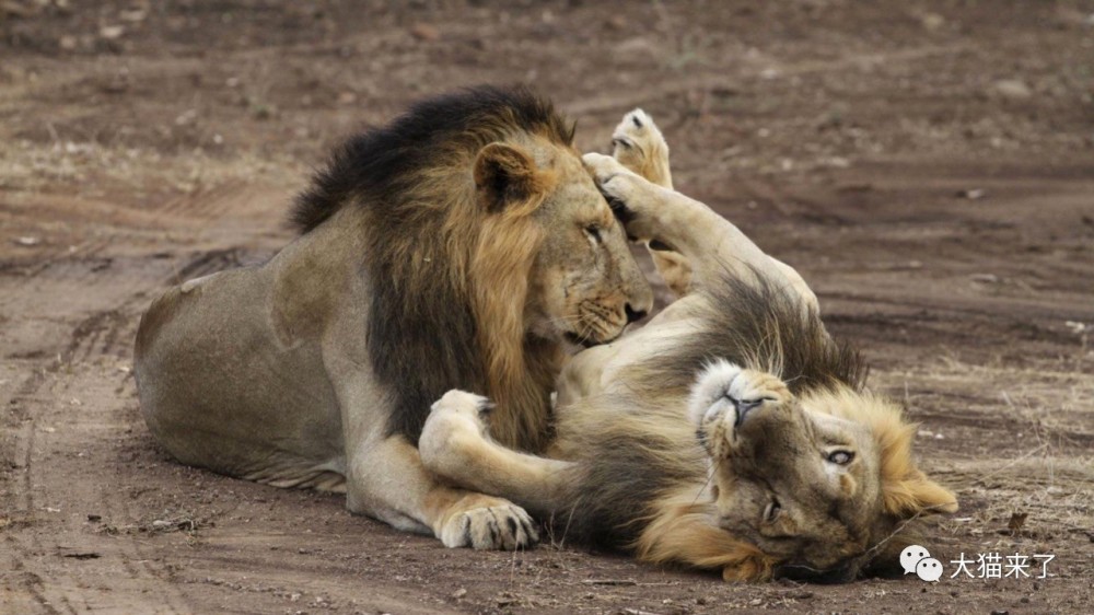 亚洲狮第2个保护区确认!印度已准备29年,计划30年后拥有80只