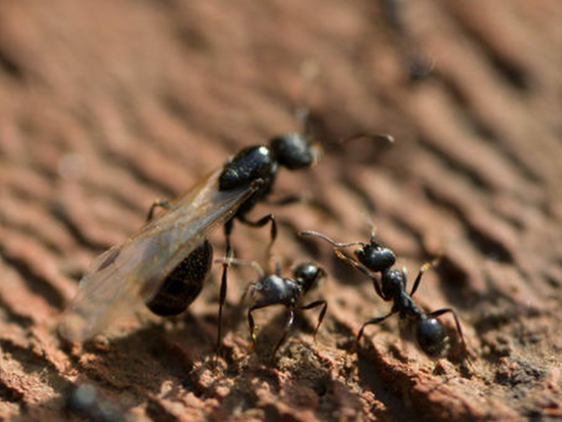食人蚁,爆炸蚂蚁,奇闻趣事