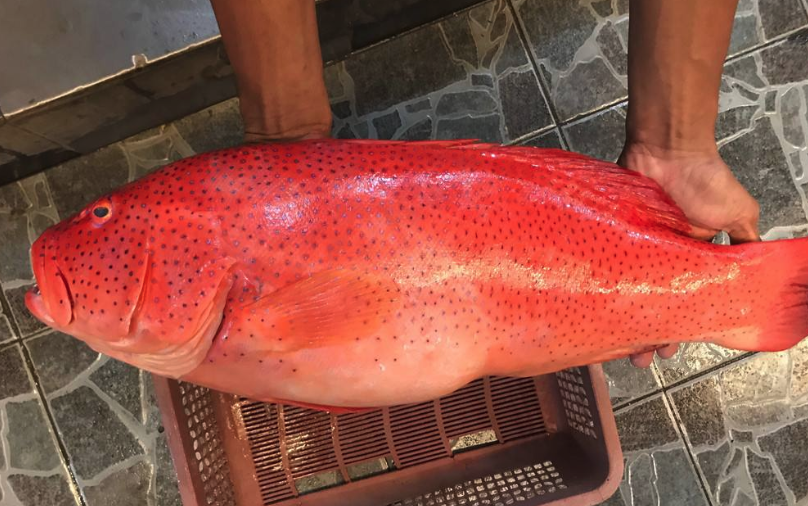 海鲜,蓝鳍金枪鱼,皇帝蟹,土豪,鹅颈藤壶,东星斑