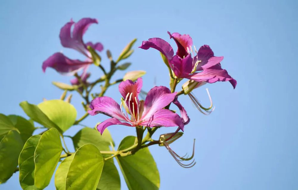 花瓣柔弱如薄绸,花蜜藏在花冠管深处 一种平和不喧宾夺主的美 是冬日