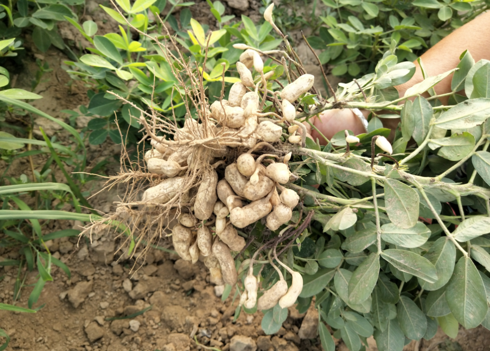 花生,花生果腐病,花生重茬,花生种植,农业