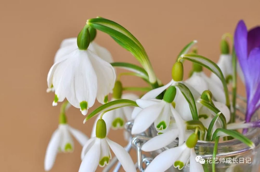 白绿清新雪滴花