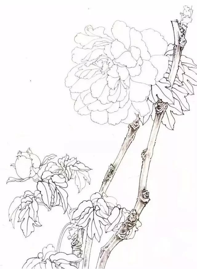 画法,牡丹,线描