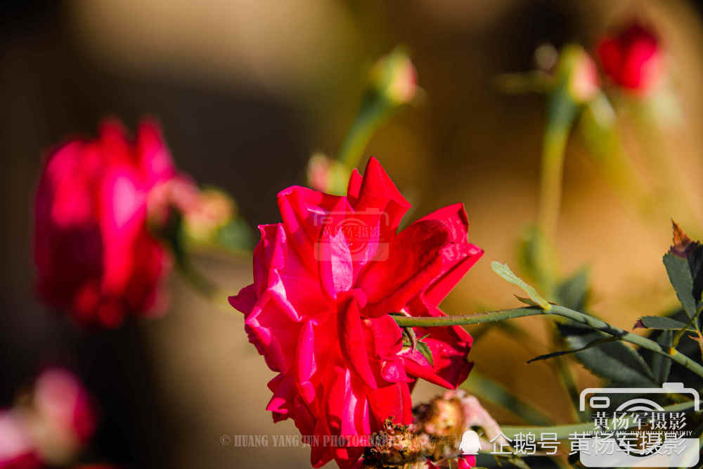 月季花盛开的美艳,初冬迷人的花朵