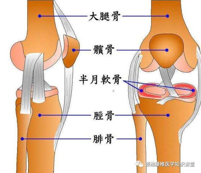 那么,膝关节炎会带来什么样的症状和危害?