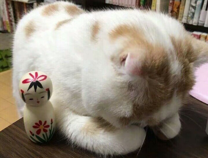 天气越来越冷,你家的猫咪有揣手手了吗?