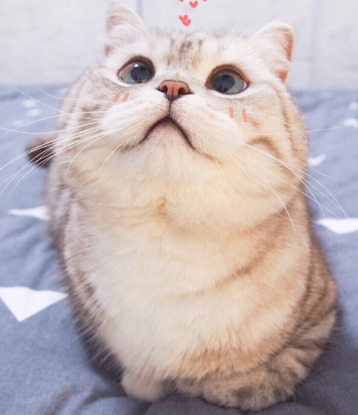 天气越来越冷,你家的猫咪有揣手手了吗?