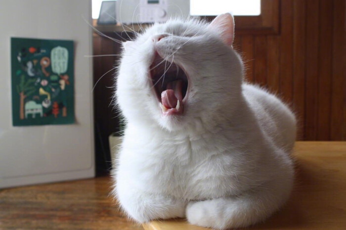 天气越来越冷,你家的猫咪有揣手手了吗?