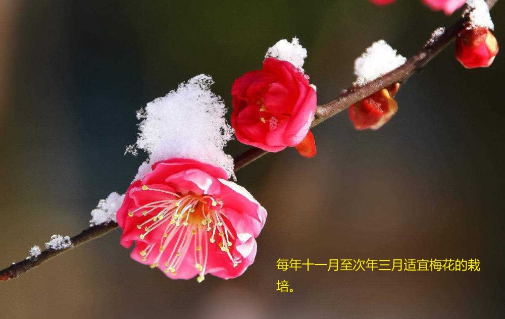 梅花被誉为桀骜不驯的植物,培育梅花盆栽的繁殖与养护