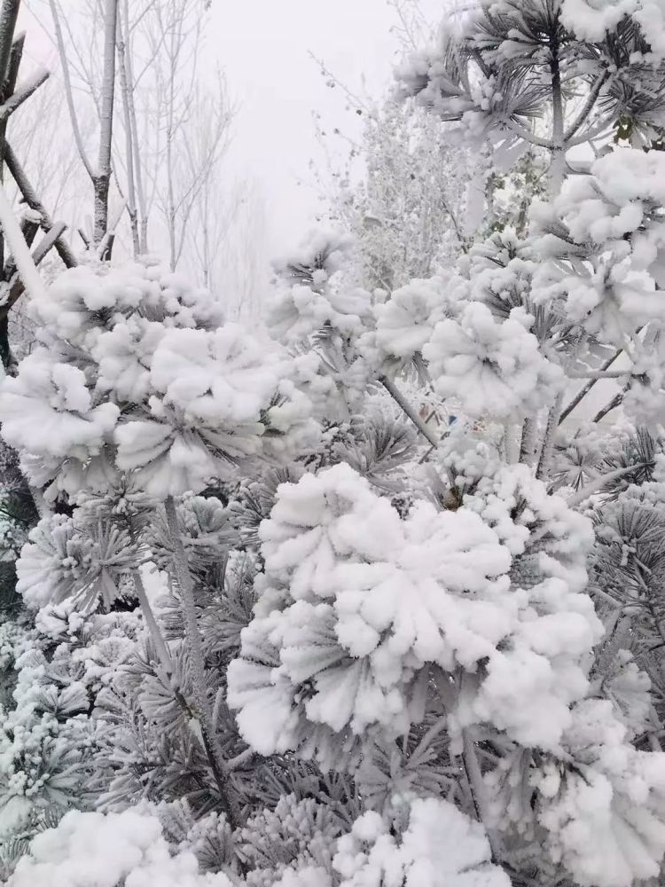 今天一早,不少市民的微信朋友圈被下雪的消息和图片刷了屏,大家纷纷