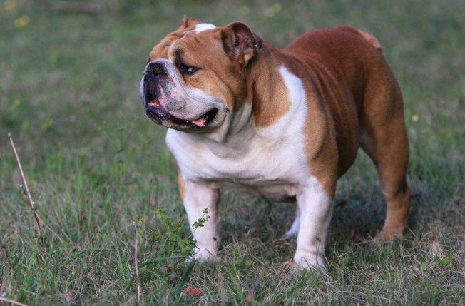 法国斗牛犬,比熊犬,吉娃娃,柴犬,柯基,父母