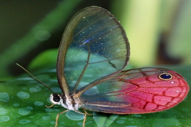 拥有隐形翅膀的"玻璃"蝴蝶,美丽的样子太迷人!