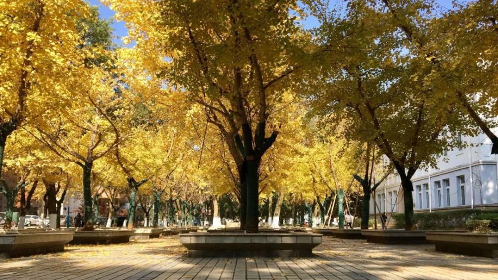 东华理工大学银杏树林,又一处美得让人惊艳的风景