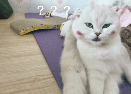 壁纸 动物 猫 猫咪 小猫 桌面 460_330 gif 动态图 动图