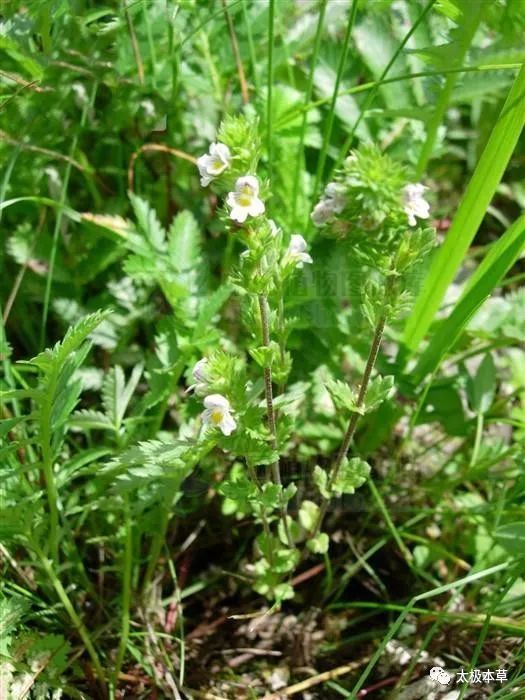 小米草,见过吗?清热解毒,用于咽喉肿痛,肺炎咳嗽,口疮