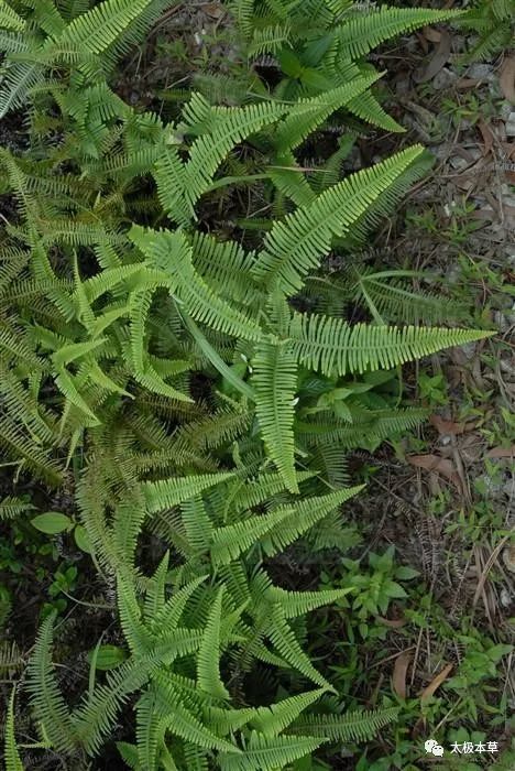 芒萁,见过吗?能活血,止血,解热利尿