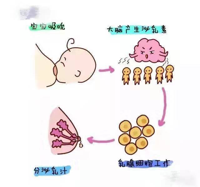 第二,大脑需要发送泌乳素和催产素两种激素,只有身体开始分泌激素,造