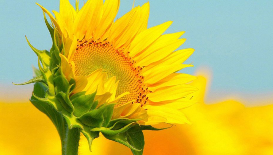 向日葵太阳花唯美壁纸,向着太阳顽强生长的向日葵,一起欣赏吧