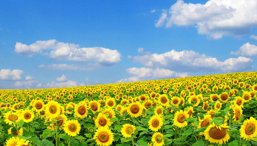 向日葵太阳花唯美壁纸,向着太阳顽强生长的向日葵,一起欣赏吧
