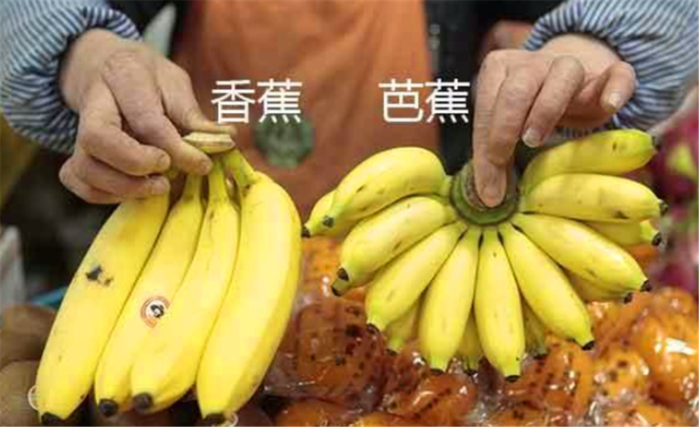 香蕉和芭蕉形态相近,营养价值却相距甚远,如何区分它们?