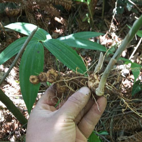 珍贵的1种"黄精",以往被当成"野草",如今抢着挖,值钱!