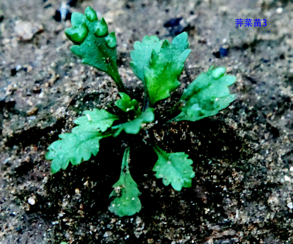 十字花科-荠菜-种子,芽,幼苗,幼株,成株