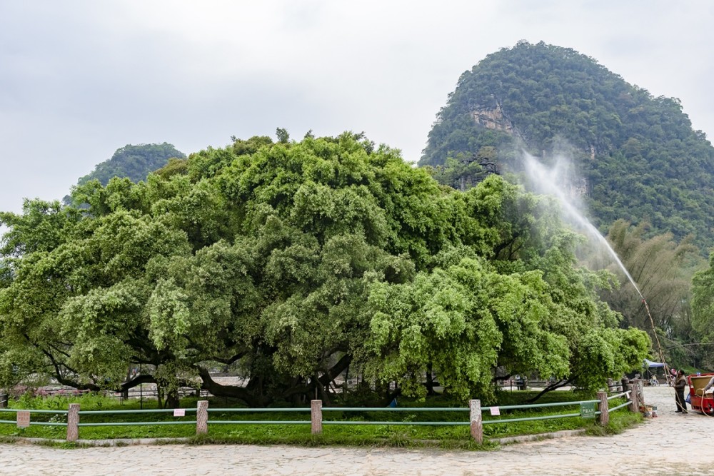 桂林阳朔:大榕树