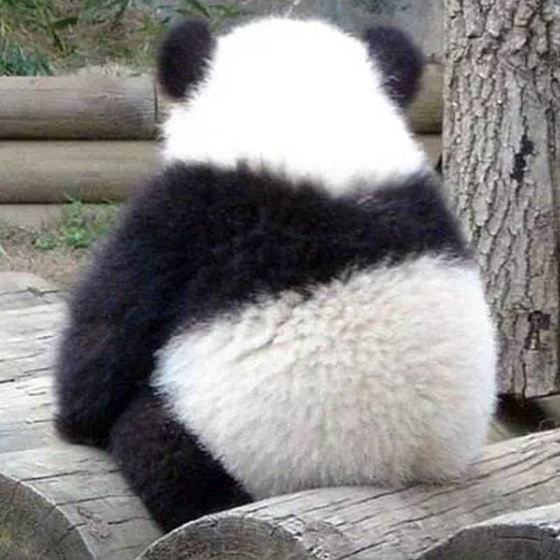 毛绒绒团子头像,国宝熊猫的背影,不知道俘获了多少人的心!