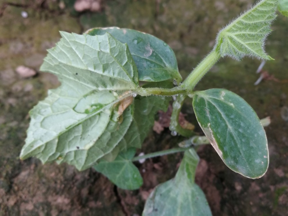 黄瓜流胶让菜农挠头!到底该怎么办