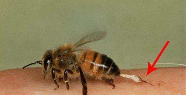 蜜蜂,死亡,毒刺