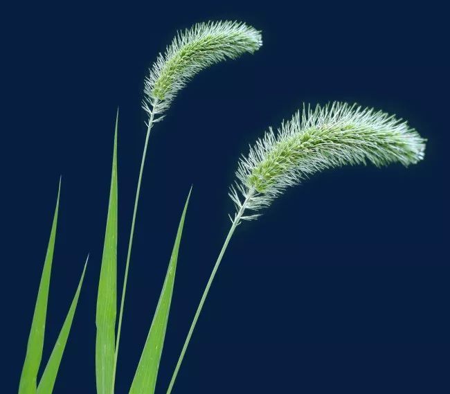 狗尾草——隐忍的暗恋