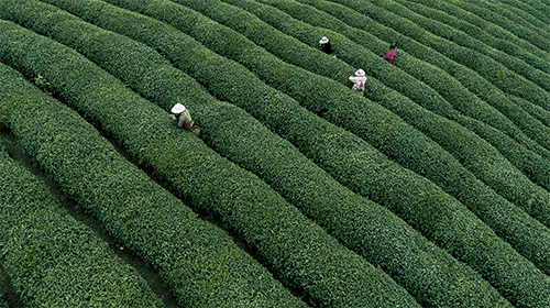 羊楼洞茶场:借助本土茶企力量 重振