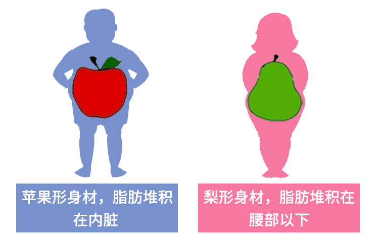 内脏脂肪检测