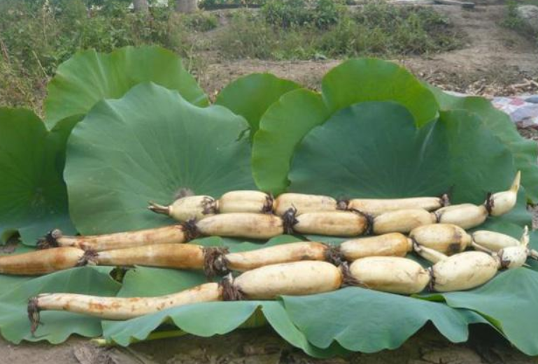 何仙姑,莲藕,八仙,荷花,藕瓜,白莲藕