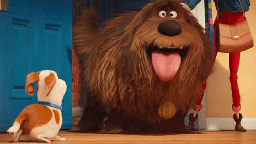 狗狗的各种动作是在跟你说话,你了解吗?